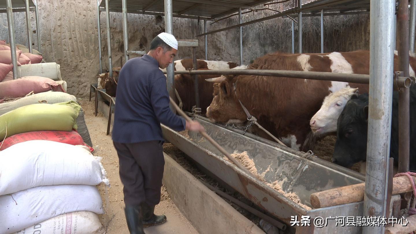 牛棚牛槽设计革新，引领现代化畜牧业迈向新标杆