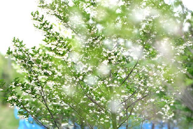 崇明陈家镇最新规划图发布，未来蓝图展望与揭秘