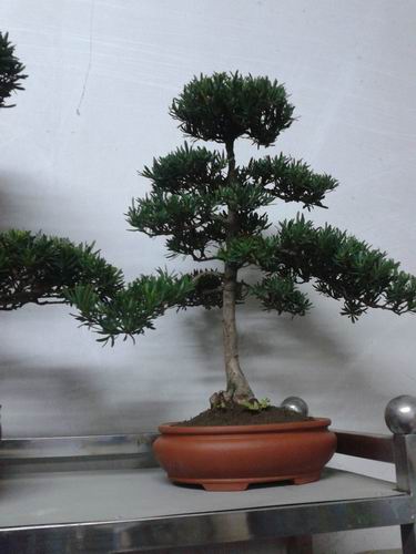 南通雀舌盆景图赏欣赏