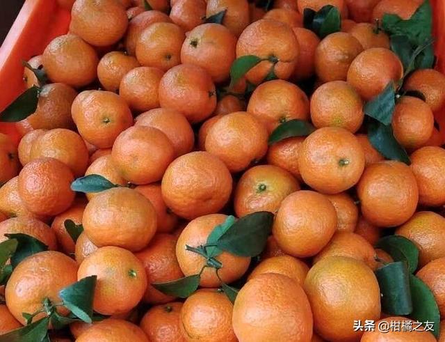 沃柑价格背后的故事与温情揭示