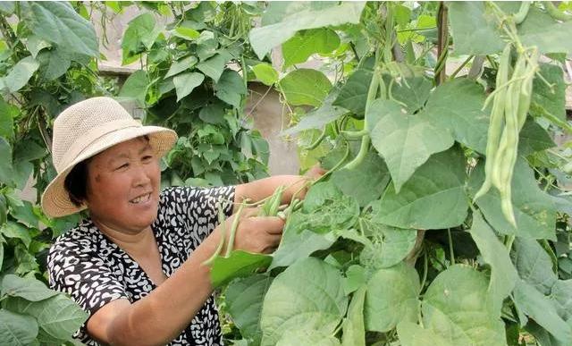 山东芸豆最新价格行情解析，获取与分析方法全攻略